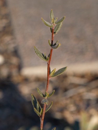 Curlleaf Mountain Mahogany