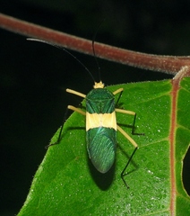 Paryphes