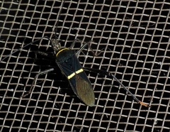 Phthia lunata