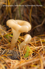 Singerocybe phaeophthalma