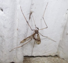 Mischoderus annuliferus