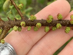 Morella cerifera image
