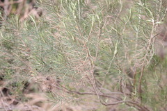 Cassinia laevis