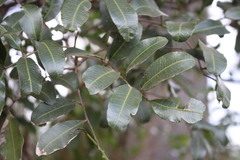 Cupaniopsis parvifolia