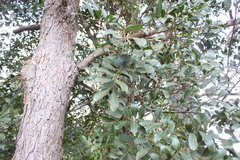 Cupaniopsis parvifolia