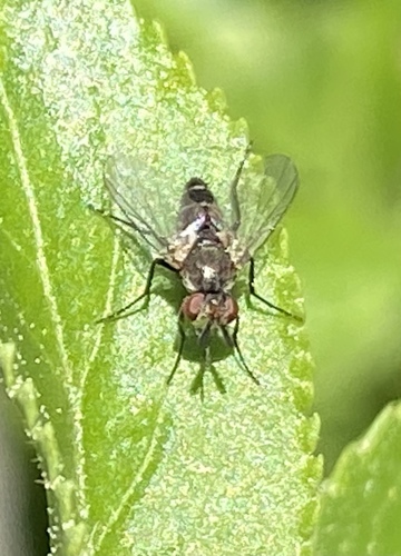 iNaturalist observation photo of Satellite Flies
