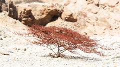 Eriogonum deflexum deflexum