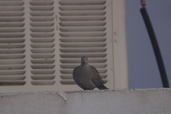Streptopelia decaocto