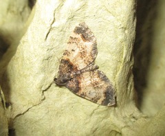 Hydriomena arida