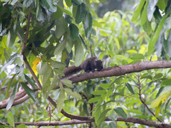 Callosciurus caniceps