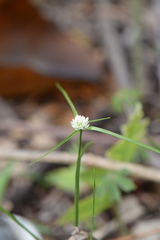 Cyperus seslerioides
