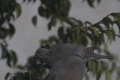 Streptopelia decaocto