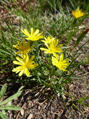 Nothocalais alpestris