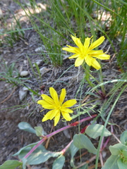 Nothocalais alpestris