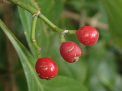 Eumachia microdon