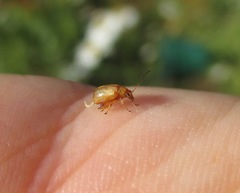 Longitarsus jacobaeae