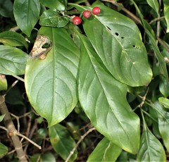 Eumachia microdon