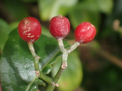 Eumachia microdon