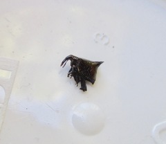 Scolopterus penicillatus