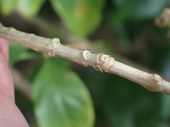 Eumachia microdon
