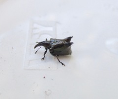 Scolopterus penicillatus