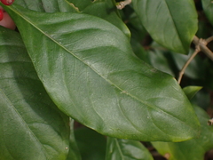 Eumachia microdon