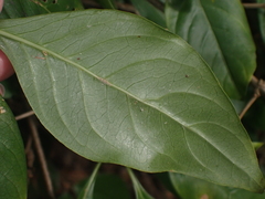 Eumachia microdon