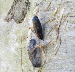 Nyctemera annulata