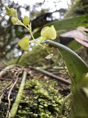Stelis parvilabris