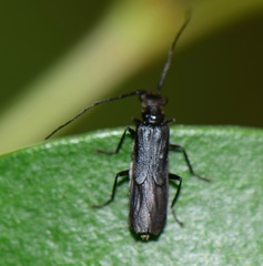 Malthininae