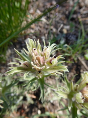 Castilleja nana