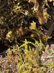 Lomentaria hakodatensis