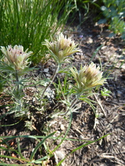 Castilleja nana