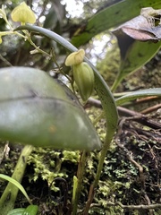 Stelis parvilabris