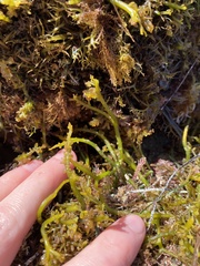 Lomentaria hakodatensis