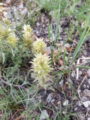 Castilleja nana