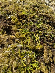 Lomentaria hakodatensis