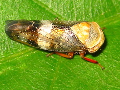 Drabescus