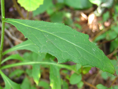 Lactuca raddeana