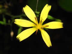 Lactuca raddeana