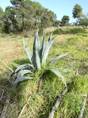 Agave lurida