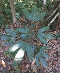 Sterculia recordiana