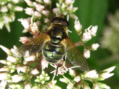 Eristalinus viridis