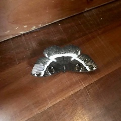 Erebus terminitincta