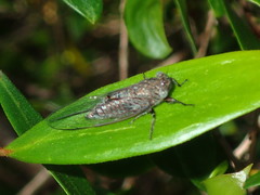 Atrapsalta fuscata