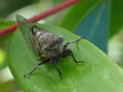 Atrapsalta fuscata