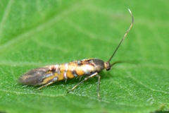 Neoheliodines