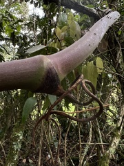 Smilax domingensis