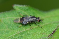 Euryneura