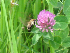 Hemaris